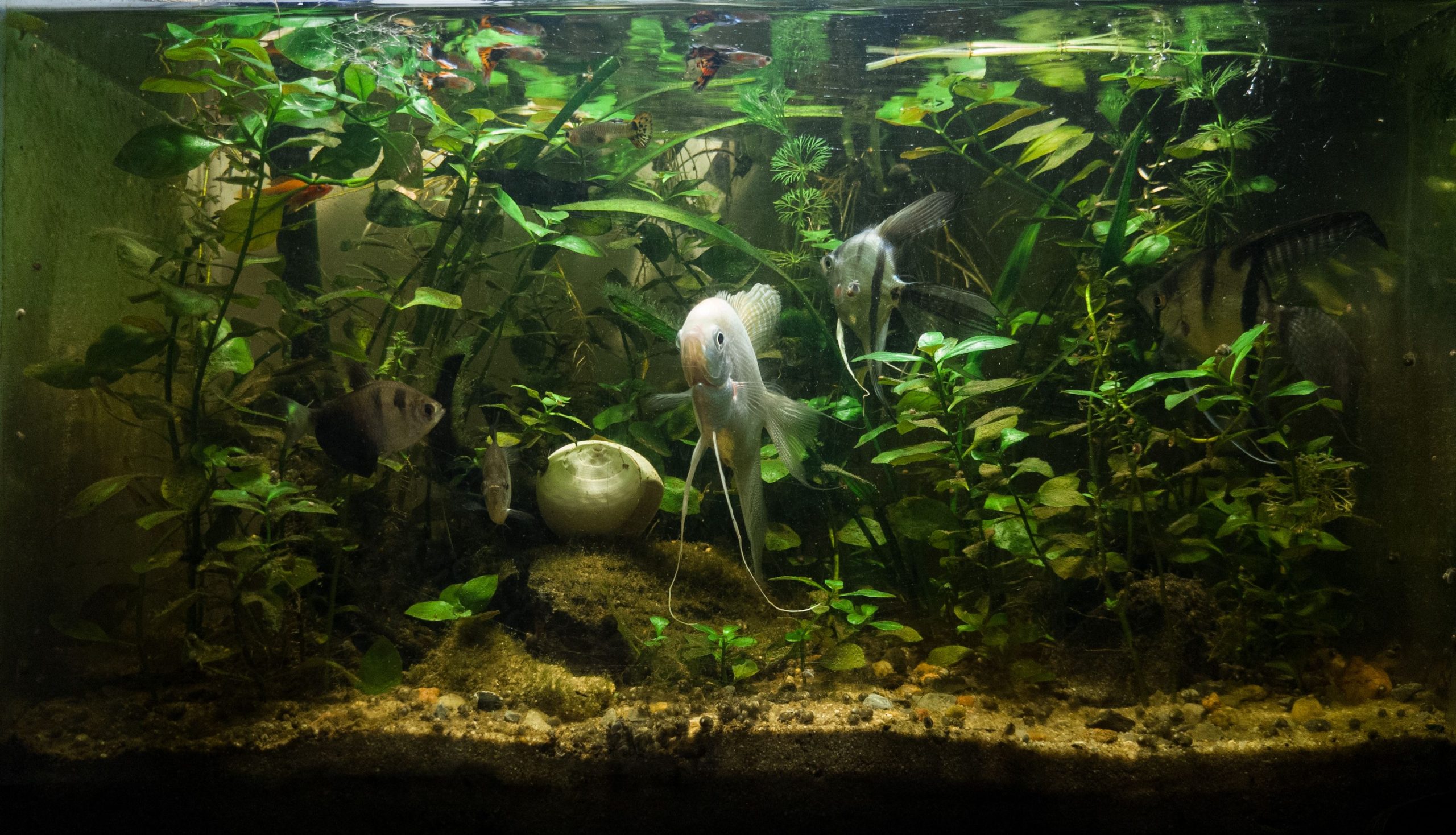 Aquarium planté luxuriant avec poissons anges