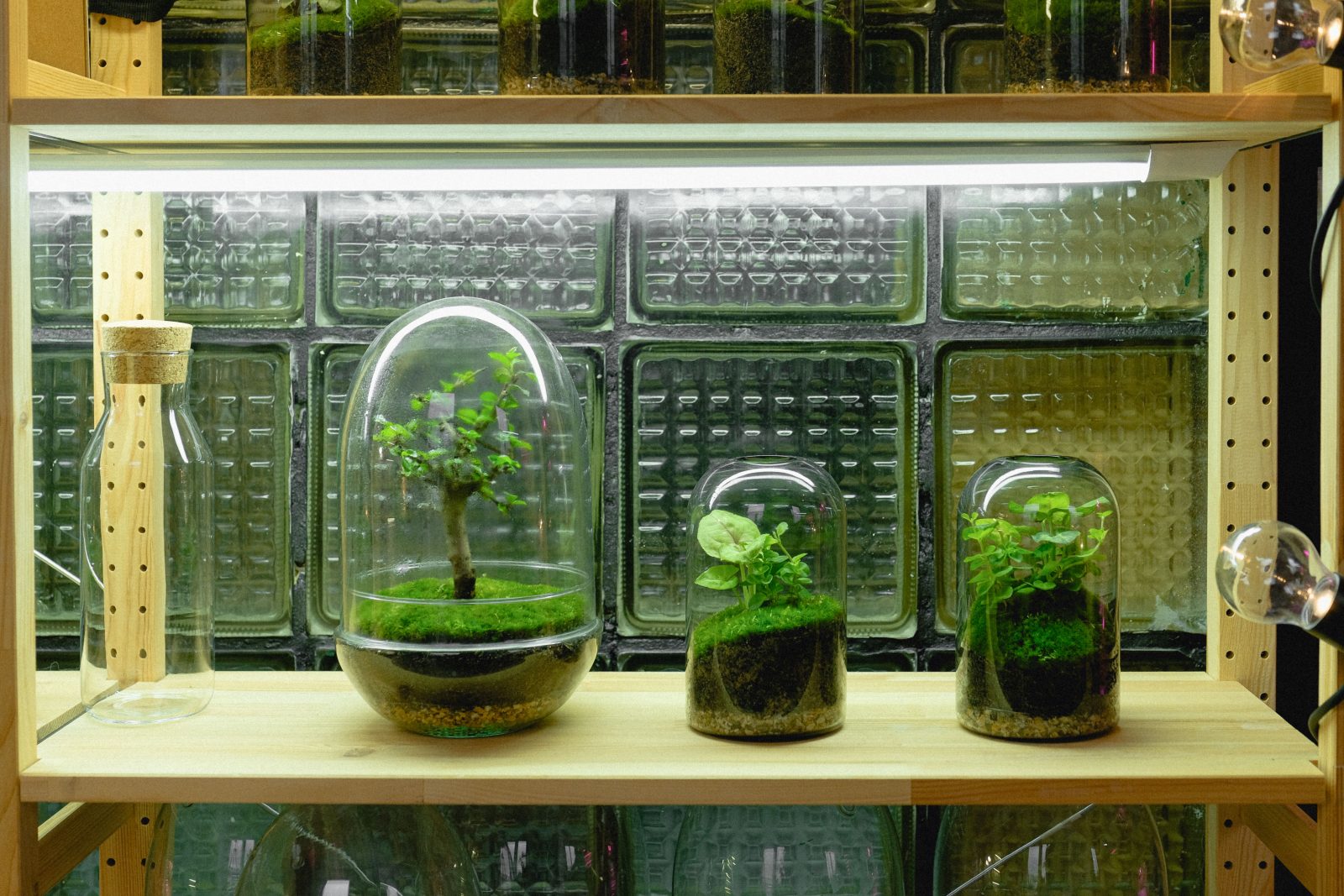 Comment transformer un aquarium en mini serre pour semis ?